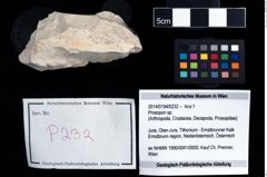 Foto (Objekt + Etikett) von Prosopon sp.  (NHMW-GEO-2014-0194-0232)